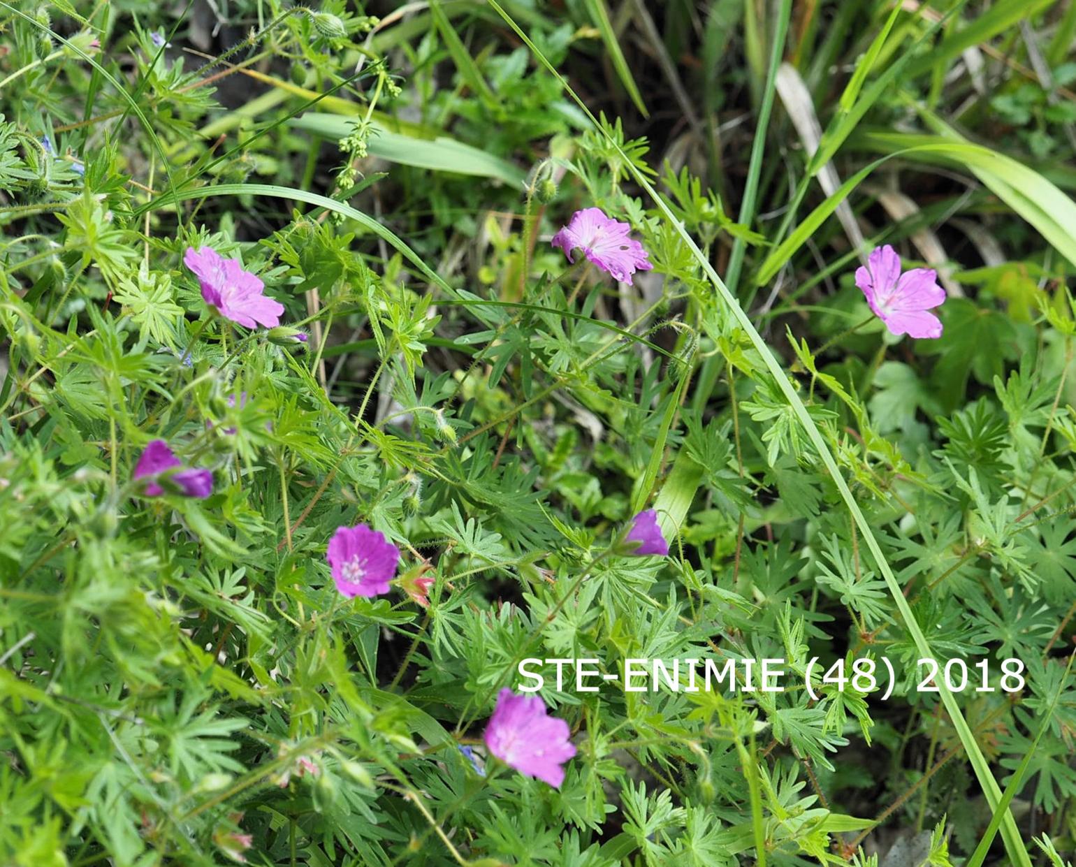 Cranesbill, Bloody